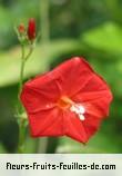 Fleurs-Fruits-Feuilles d'ipomoea coccinea