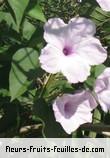 Fleurs-Fruits-Feuilles d'ipomoea fistulosa