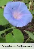 Fleurs-Fruits-Feuilles d'ipomoea nil