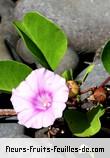 Fleurs-Fruits-Feuilles d'ipomoea pes_caprae