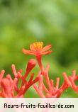 Fleurs-Fruits-Feuilles de jatropha podagrica