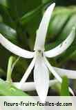 Fleurs-Fruits-Feuilles de jumellea rossii