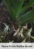 Fleurs-Fruits-Feuilles de jumellea triquetra