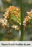 Fleurs-Fruits-Feuilles de juncus glomerata