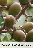 Fruit de lagerstroemia speciosa