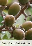 fruits de lagerstroemia speciosa