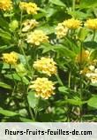 Fleurs-Fruits-Feuilles de lantana montevidensis