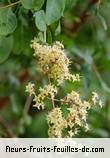 Fleurs-Fruits-Feuilles de lawsonia inermis