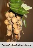 Fleurs-Fruits-Feuilles de longanis species