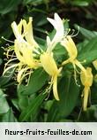 Fleurs-Fruits-Feuilles de lonicera japonica