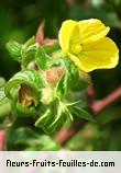 Fleurs-Fruits-Feuilles de ludwigia octovalvis