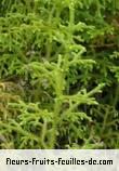 Fleurs-Fruits-Feuilles de lycopodium clavatum