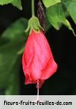 Fleurs de malvaviscus penduliflorus