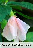 Fleurs de malvaviscus penduliflorus_rosea