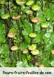 Fleurs-Fruits-Feuilles de marchantia polymorpha