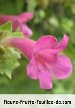 Fleurs-Fruits-Feuilles de maurandia species