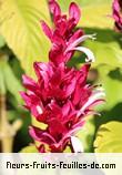 Fleurs-Fruits-Feuilles de megaskepasma erythrochlamys