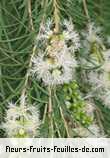 Fleurs-Fruits-Feuilles de melaleuca armillaris