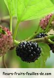 fruits de morus nigra