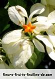 Fleurs-Fruits-Feuilles de mussaenda philipica