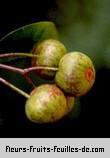 fruits de myonima obovata