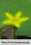Fleurs de nymphoides crenata