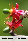 fruits de ochna serrulata