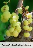 Fleurs-Fruits-Feuilles de phyllanthus acidus