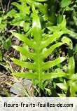 Fleurs-Fruits-Feuilles de phymatosaurus scolopendria