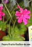 Fleurs-Fruits-Feuilles de pinguicula species