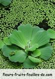 Fleurs-Fruits-Feuilles de pistia stratiotes