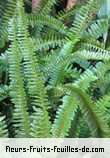 Fleurs-Fruits-Feuilles de polypodium species