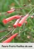 Fleurs-Fruits-Feuilles de russelia equisetiformis