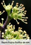 Feuilles de schefflera arboricola