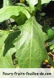 Fleurs-Fruits-Feuilles de solanum macranthum