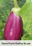 Fleurs-Fruits-Feuilles de solanum melongena