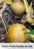 Fleurs-Fruits-Feuilles de spondias dulcis