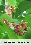 Fleurs-Fruits-Feuilles de sterculia foetida