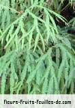 Fleurs-Fruits-Feuilles de sticherus flagellaris