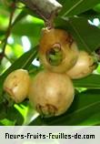 fruits de syzygium jambos