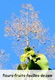 fruits de tectona grandis