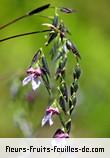 Fleurs de thalia geniculata