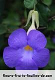 Fleurs-Fruits-Feuilles de thunbergia erecta