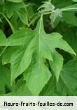 Feuilles de tithonia diversifolia