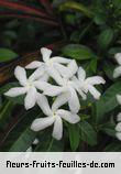 Fleurs-Fruits-Feuilles de trachelospermum jasminoides