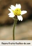 Fleurs de tridax procumbens