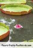 Fleurs-Fruits-Feuilles de victoria amazonica