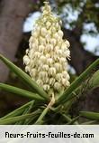 Fleurs-Fruits-Feuilles d'yucca gloriosa