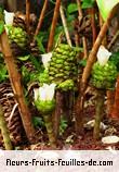 Fleurs-Fruits-Feuilles de zingiber spectabile