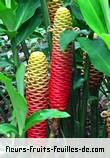 Fleurs-Fruits-Feuilles de zingiber zerumbet